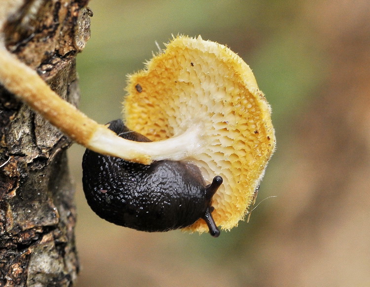 Polyporus ciliatus ?  (Polyporus arcularius)